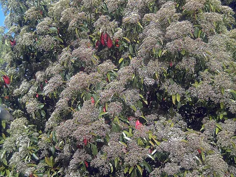 Japanese Photinia