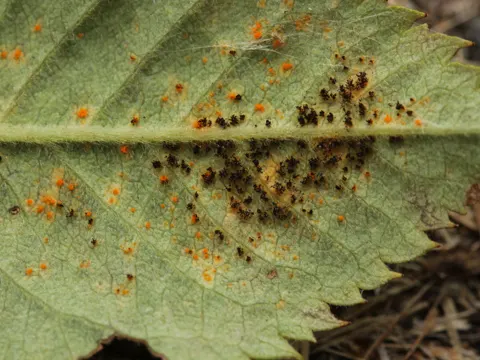 Rose Rust