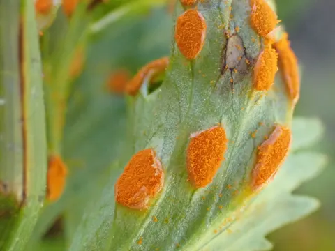 Cinquefoil Rust
