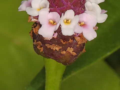 Northern Fogfruit
