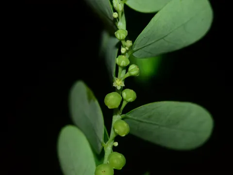 Carry Me Seed