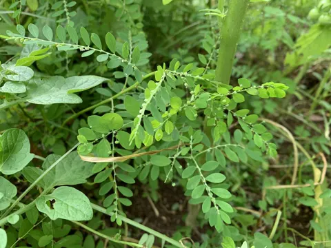 Niruri