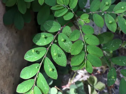 Mascarene Island Leaf-flower