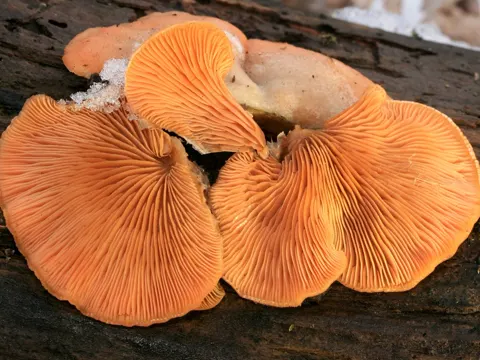 Orange Mock Oyster