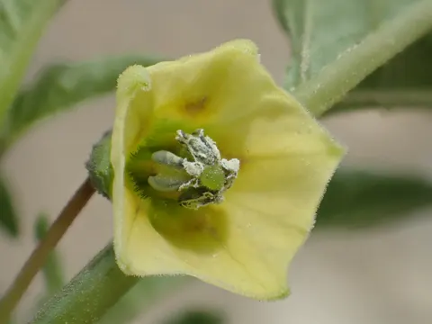 Ground Cherry