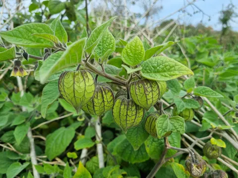Cape-gooseberry