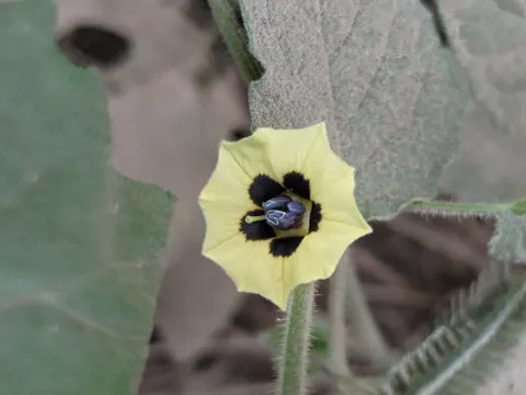 Husk Tomato