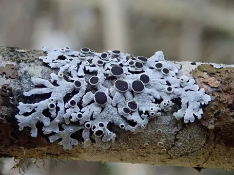 Hoary Rosette Lichen