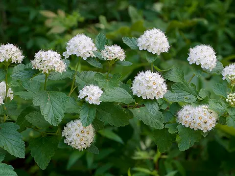 Ninebark