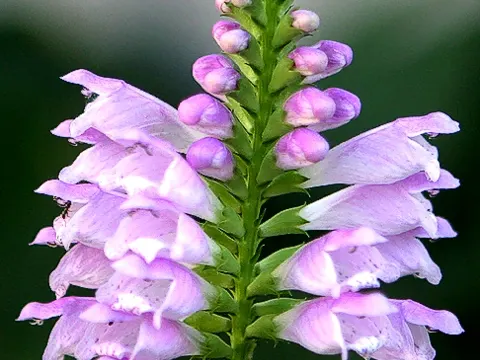 Obedient Plant