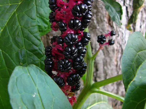 Indian Pokeweed