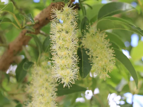 Ombu Tree