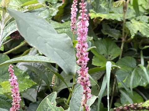 Pokeweed