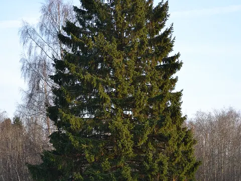 Spruce tips
