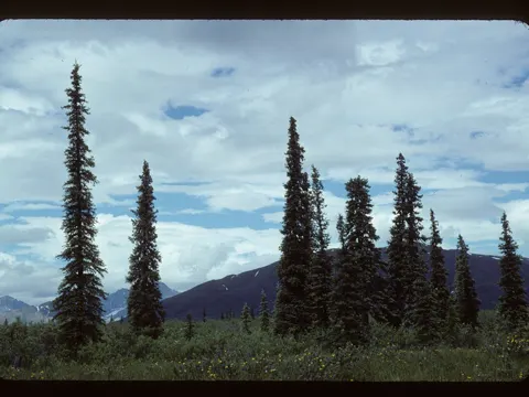 White Spruce