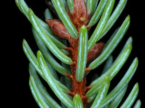 Black Spruce
