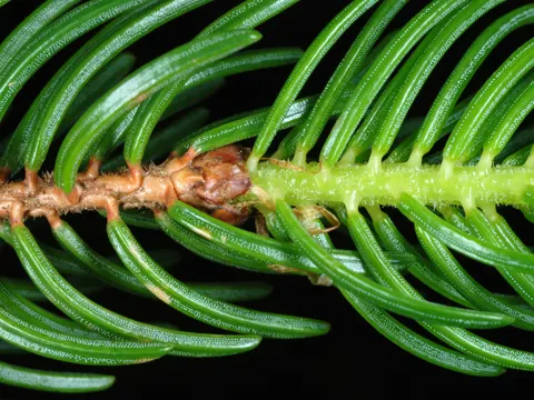 Red Spruce