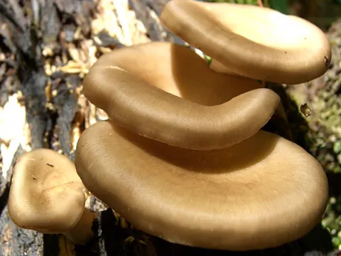 Bay Polypore