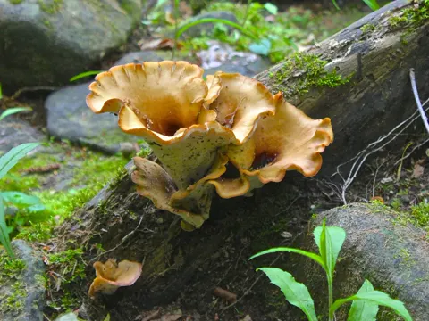 Black-footed Polypore