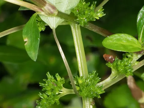 Canada Clearweed