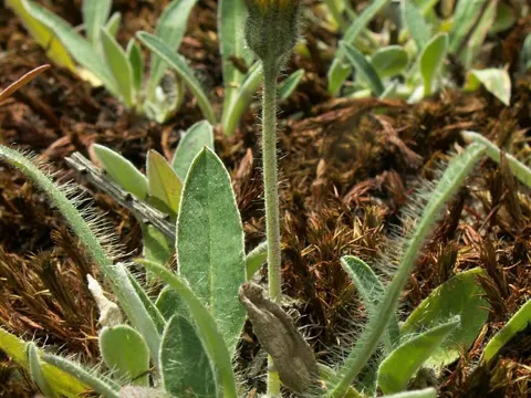 Mouse-ear Hawkweed