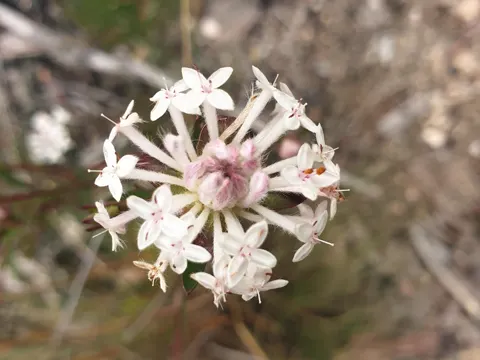 Pimelea linifolia