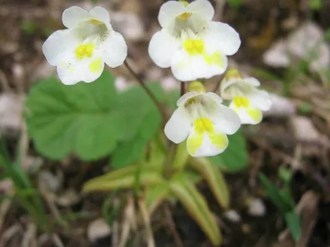 Alpine Butterwort