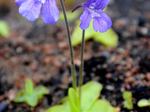 Large-flowered Butterwort