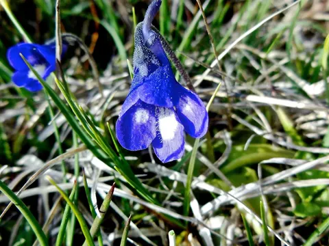 Blaues Alpen-Fettkraut