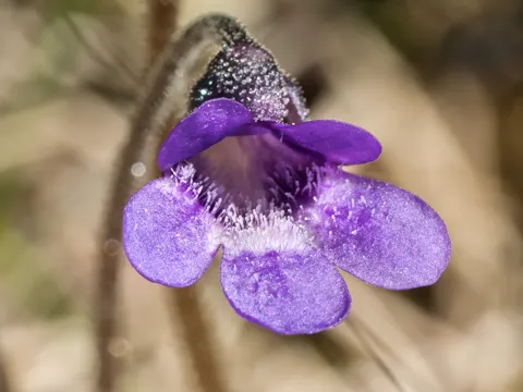 Butterwort