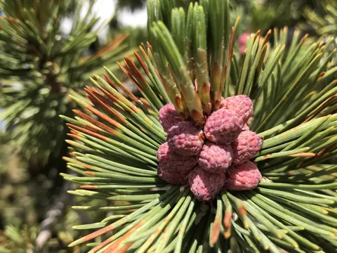 Whitebark Pine
