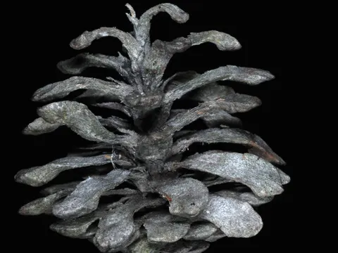 Jack Pine