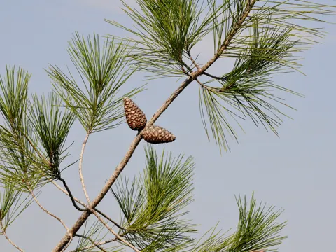 Calabrian Pine