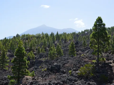 Canary Island Pine