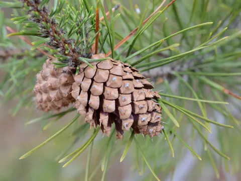 Lodgepole Pine