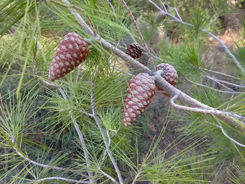 Aleppo Pine