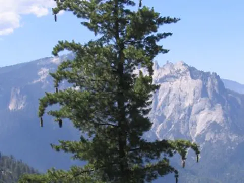 Sugar Pine