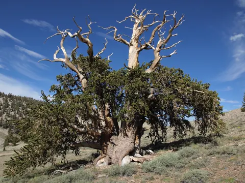 Great Basin Bristlecone Pine