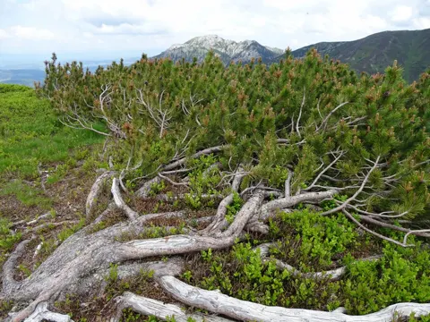 Dwarf Mountain-pine