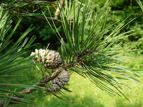Austrian Pine