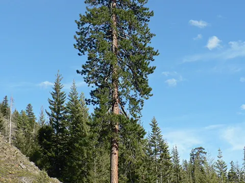Ponderosa Pine