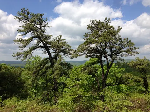 Pitch Pine