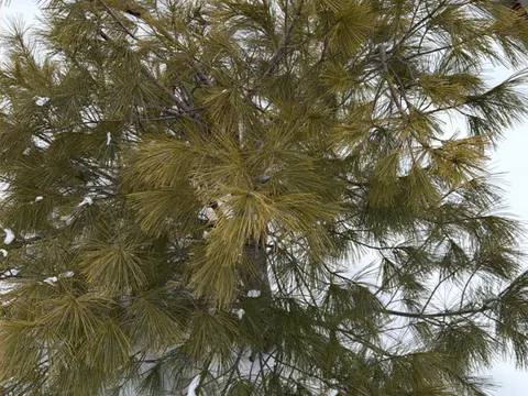 Eastern White Pine