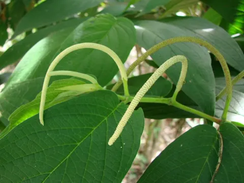 Piper aduncum