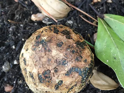 Dryball Puffball