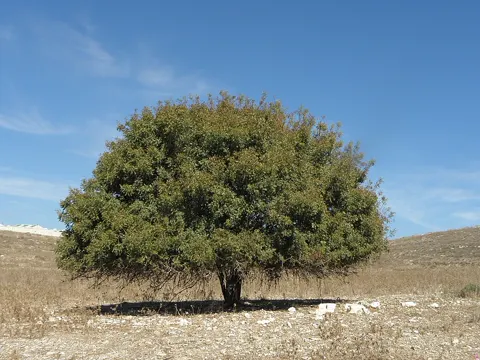Turpentine Tree