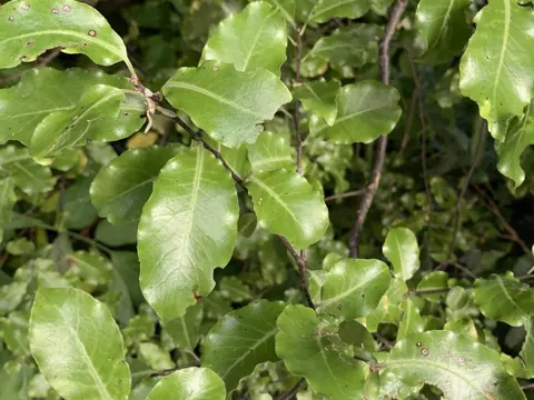 Kohuhu