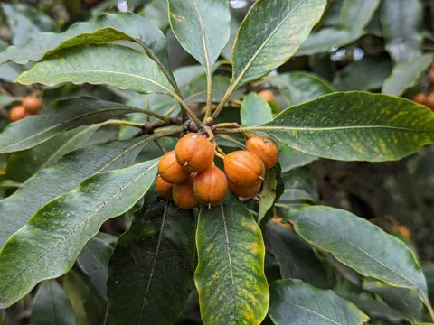 Pittosporum undulatum