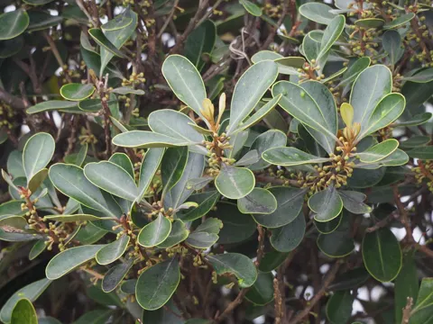 Planchonella