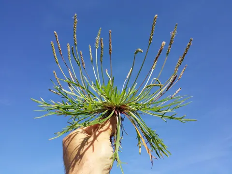 Buck's-horn Plantain